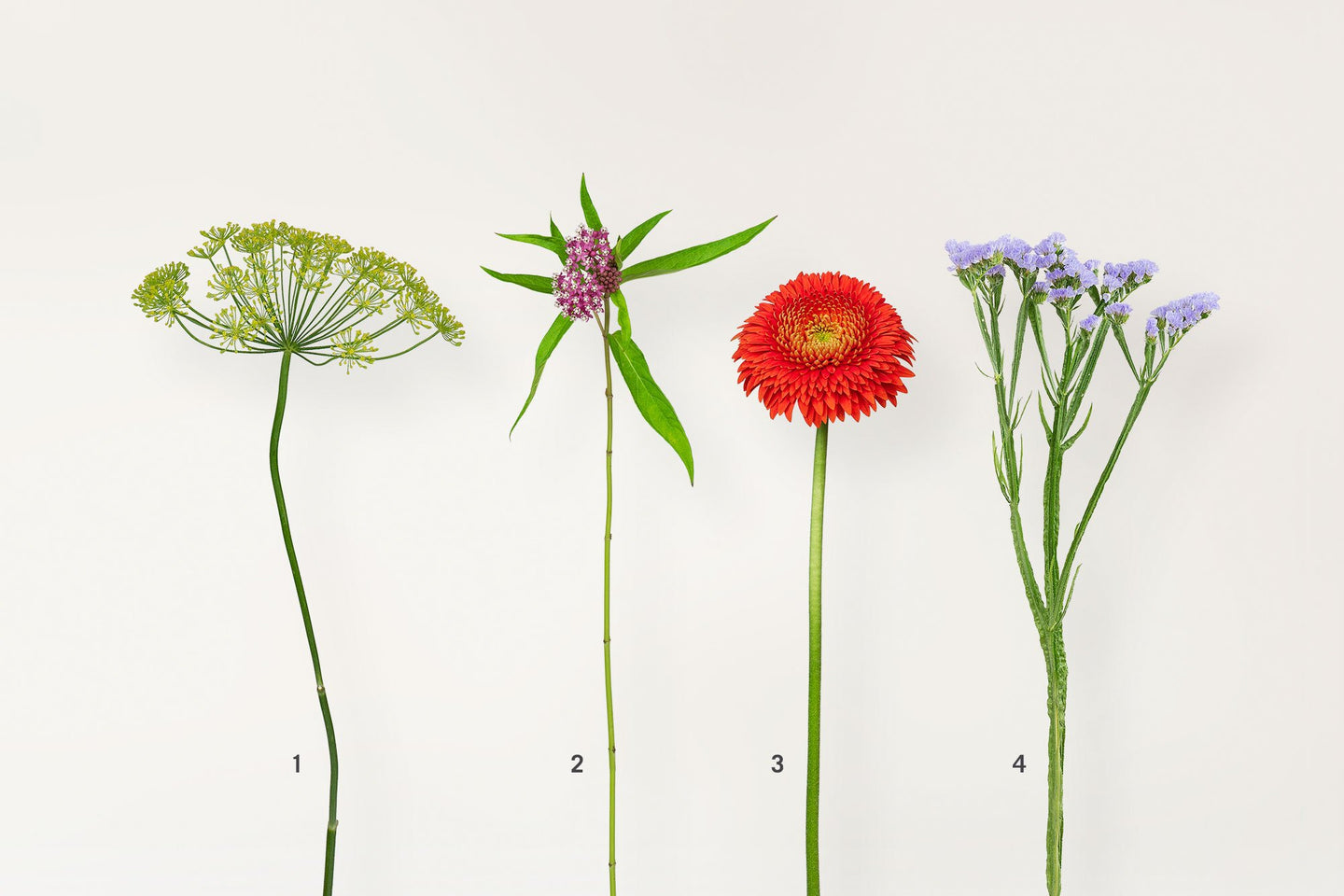 Von Kräutern, Blumen und Schmetterlingen