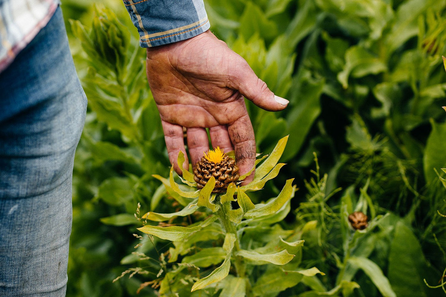 Was wir tun, damit unsere Blumen klimaneutral sind