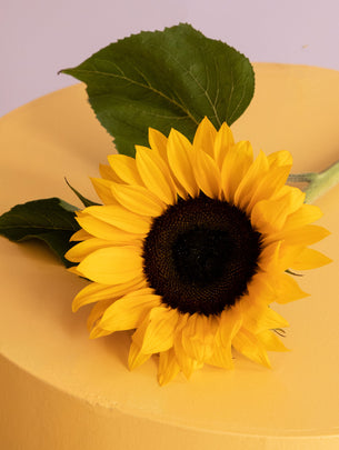 Erfahre mehr über die Sonnenblume: 3 Tipps
